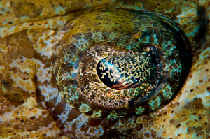 Crocodilefish eye.  60mm (on DX sensor) with a +3 diopter. by Paul Colley 